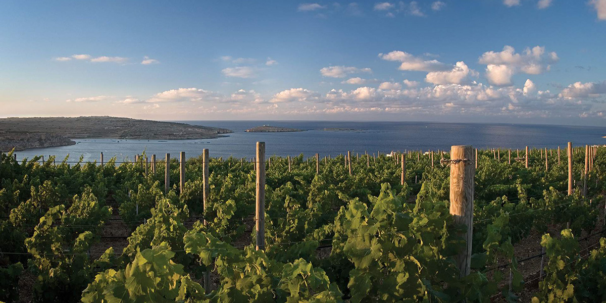 Wines & Spirits Malta The Master Cellar Marsovin Cellars Single